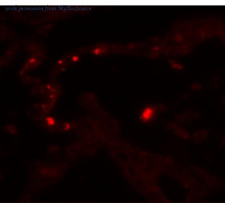 MyBioSource MBS153550 image 3