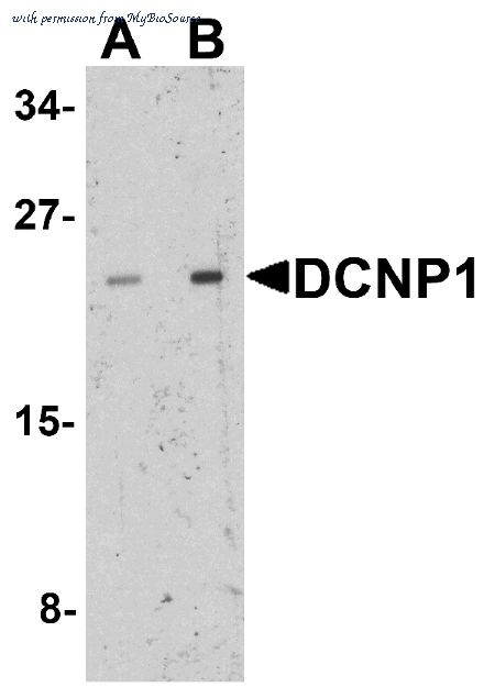 MyBioSource MBS153585 image 1