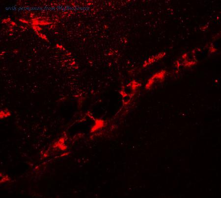 MyBioSource MBS153585 image 3
