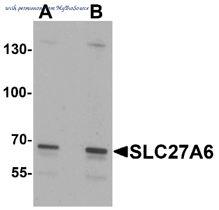 MyBioSource MBS153613 image 1