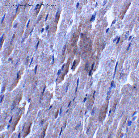 MyBioSource MBS153613 image 2