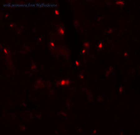MyBioSource MBS153613 image 3