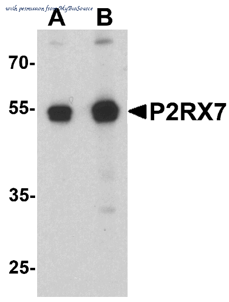 MyBioSource MBS153696 image 1