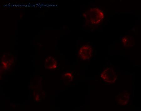 MyBioSource MBS153696 image 3