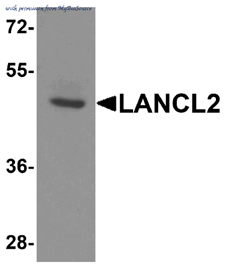 MyBioSource MBS154355 image 1