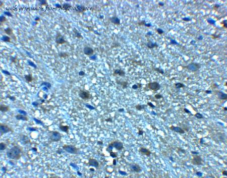 MyBioSource MBS154355 image 2