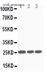 MyBioSource MBS175265 image 1