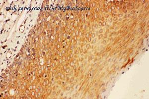MyBioSource MBS175265 image 2