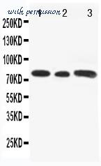 MyBioSource MBS175299 image 1