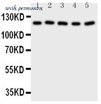 MyBioSource MBS175420 image 1