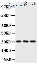 MyBioSource MBS175449 image 1