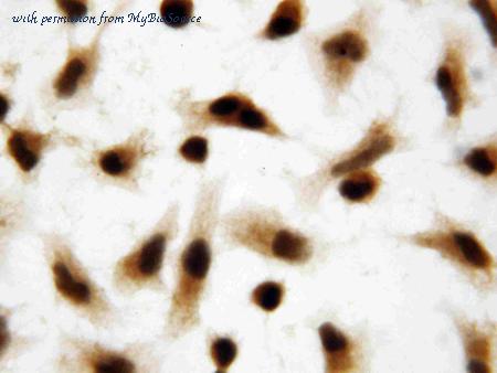 MyBioSource MBS175541 image 3