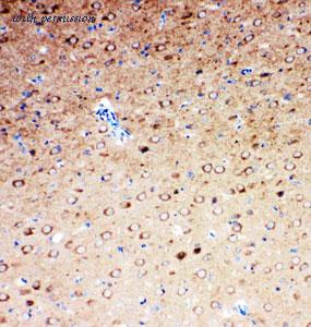 MyBioSource MBS175633 image 1
