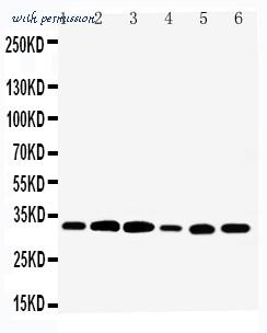 MyBioSource MBS176048 image 1