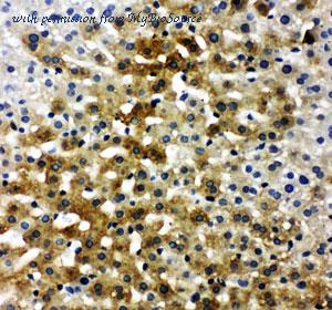 MyBioSource MBS176061 image 1