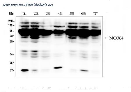MyBioSource MBS176126 image 1