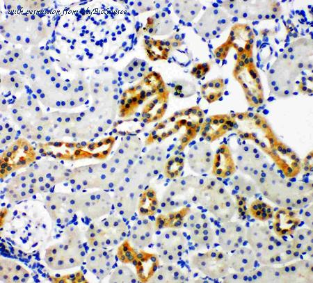 MyBioSource MBS176126 image 2