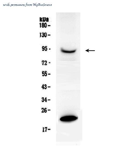 MyBioSource MBS176232 image 1