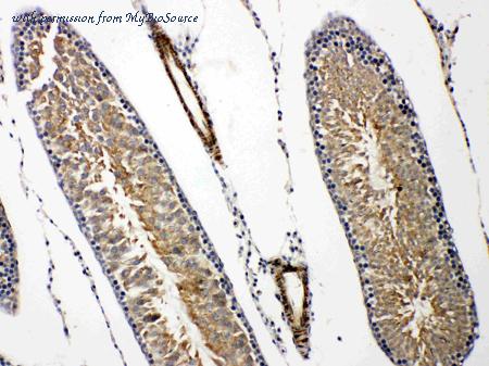 MyBioSource MBS176232 image 3