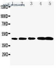 MyBioSource MBS176241 image 1
