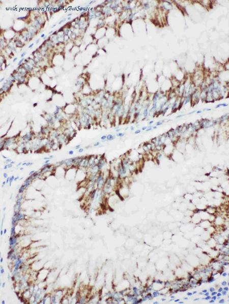 MyBioSource MBS176258 image 1