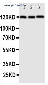 MyBioSource MBS176401 image 1