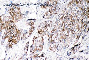 MyBioSource MBS176401 image 2