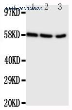 MyBioSource MBS176834 image 1