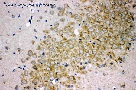 MyBioSource MBS176834 image 2