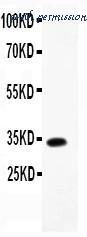 MyBioSource MBS176977 image 1
