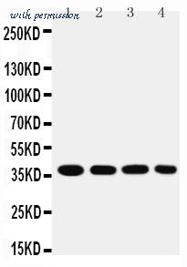 MyBioSource MBS176987 image 1
