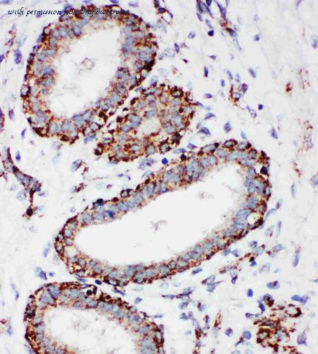MyBioSource MBS176987 image 2