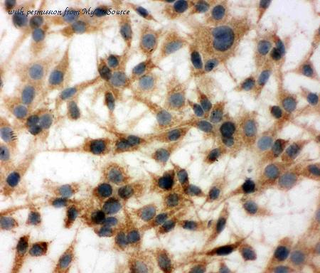 MyBioSource MBS176987 image 3