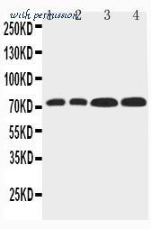 MyBioSource MBS177027 image 1