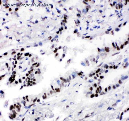 MyBioSource MBS177027 image 2