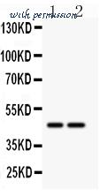 MyBioSource MBS177050 image 1