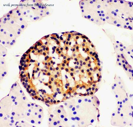 MyBioSource MBS177050 image 2