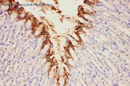 MyBioSource MBS177050 image 3