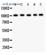 MyBioSource MBS177834 image 1
