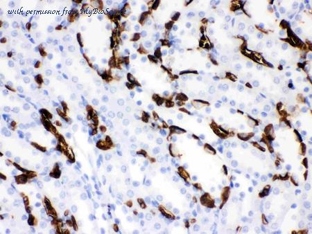 MyBioSource MBS177834 image 2