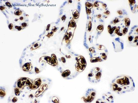 MyBioSource MBS177834 image 3