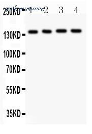 MyBioSource MBS177897 image 1