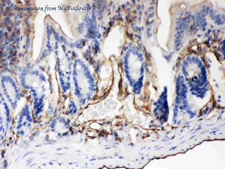 MyBioSource MBS177897 image 2
