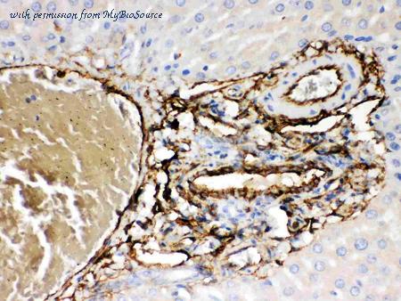 MyBioSource MBS177897 image 3