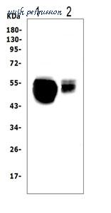 MyBioSource MBS177905 image 1