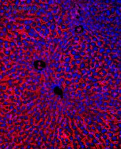 MyBioSource MBS177905 image 2