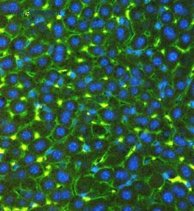 MyBioSource MBS177905 image 3