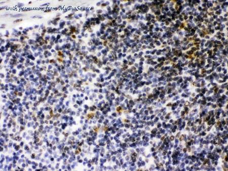 MyBioSource MBS178496 image 2