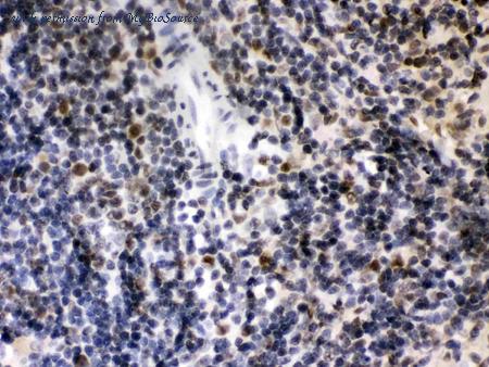 MyBioSource MBS178496 image 3