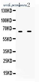 MyBioSource MBS178600 image 1